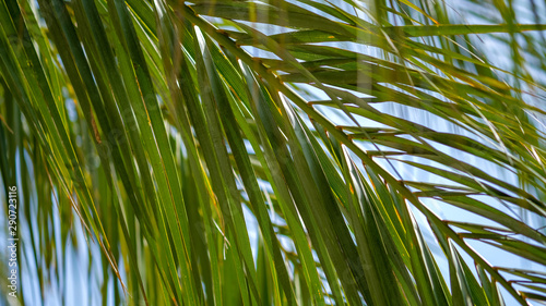 View on a palm tree branch in the sunny day on blue sky background. The concept of summer holidays in tropical countries. Palm leaves on the sun. Beautiful natural background. 