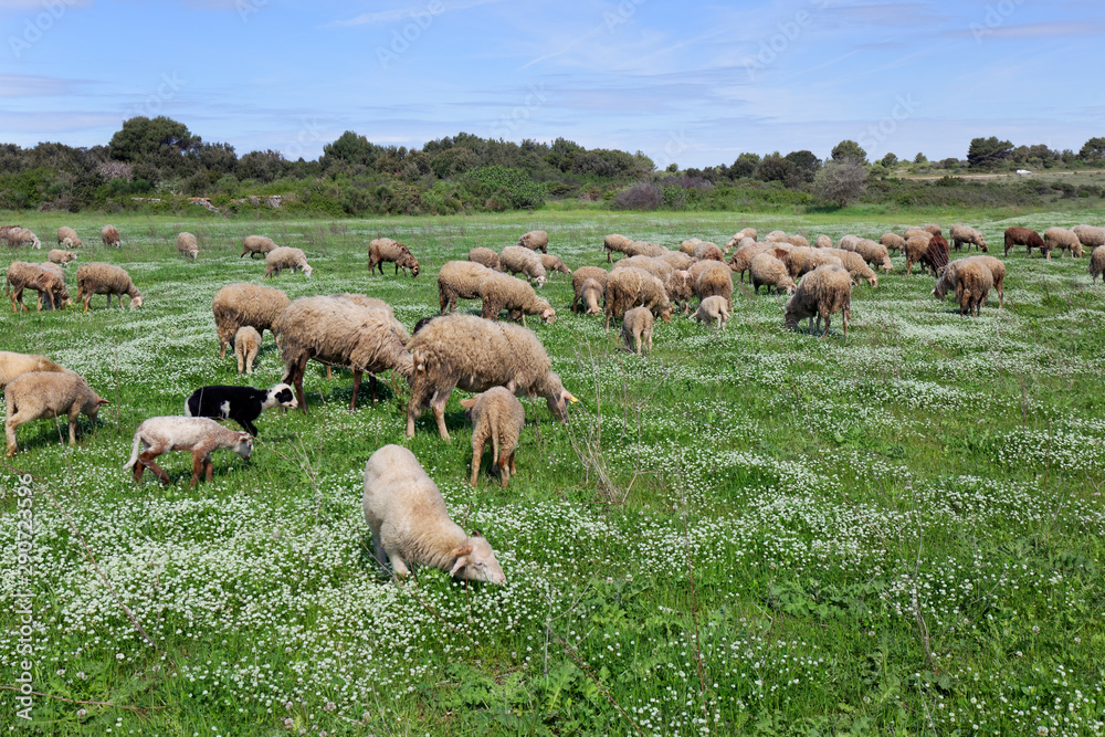 Fototapeta premium Sheep on Kamenjak, Istra, Croatia