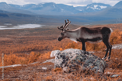 Male reindeer looking down into a valley on lakes and trees during autumn