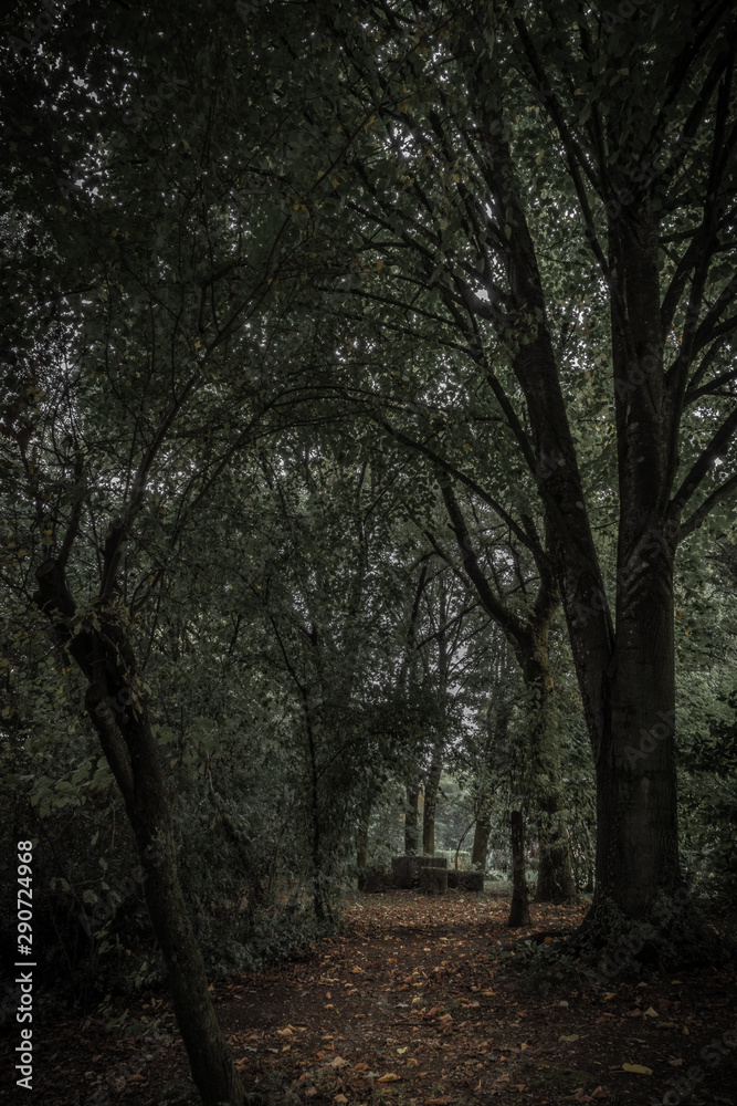 Table of the Druids. The stone table amidst the oaks in the forest. 6 am shot. The light comes from behind the table. The druids come during the night. 16mm 30sec exposure on a tripod. Desaturated. Table of the Druids. The stone table amidst the oaks in the forest. 6 am shot. The light comes from behind the table. The druids come during the night. 16mm 30sec exposure on a tripod. Desaturated.