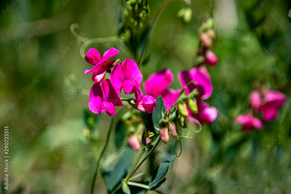 Pink Tuberous pea flowers on green blurred background close up Pink Tuberous pea flowers on green blurred background close up
