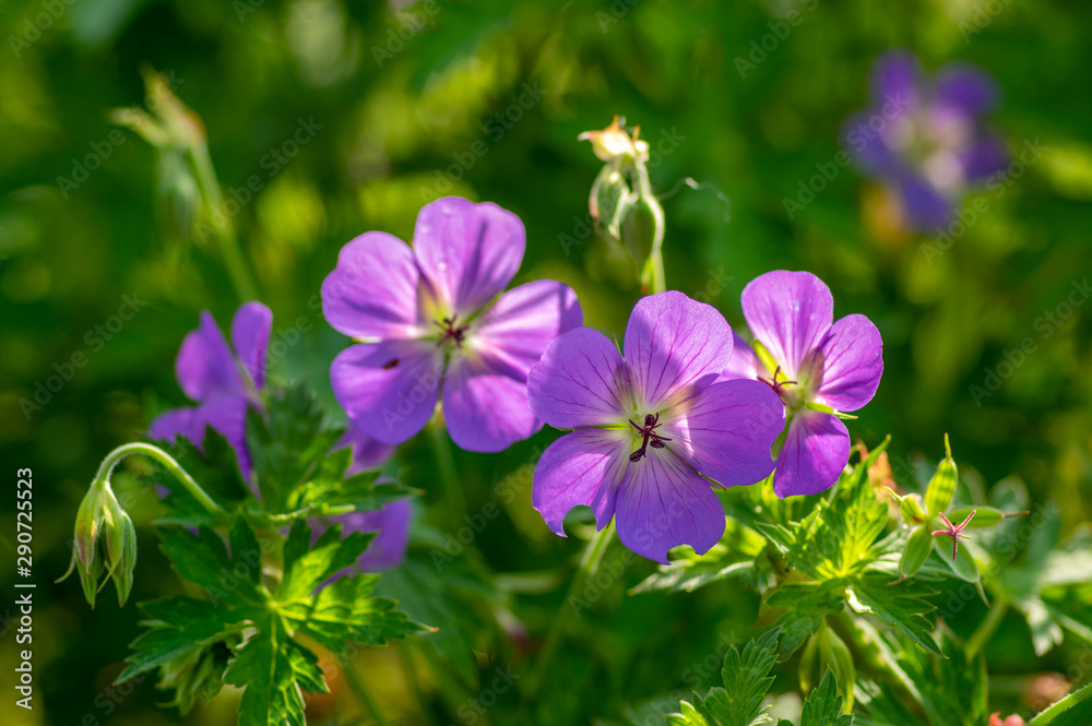 Cranesbills Geranium Rozanne group wild blue violet flowering plant of flowers, beautiful park flowers in bloom