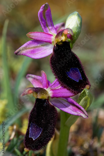 Bertoloni's Bee Orchid in Cape Kamenjak, Croatia photo