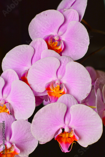 pink Phalaenopsis or Moth dendrobium Orchid flower 