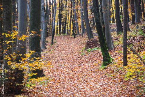 Autumn in the forest. Colourful leaves on the path in the woods.