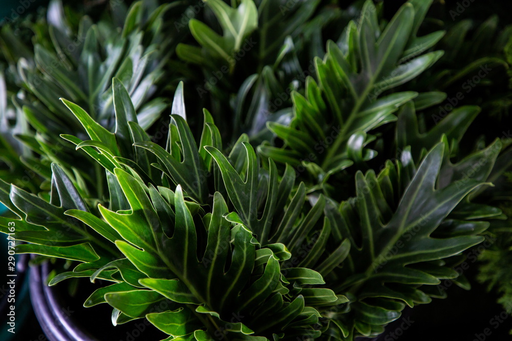 tropical green leaves , jungle plant minimal foliage . tropical green leaves , jungle plant minimal foliage .