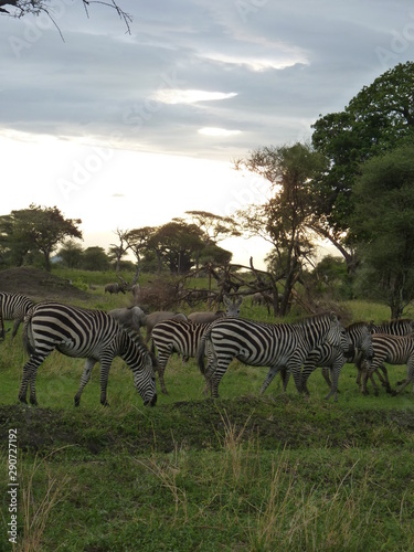 Paysage Tanzanie avec des z  bres