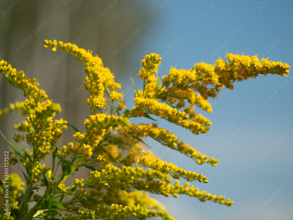 Yellow Giant Goldenrod (Solidago gigantea) on a blue sky background Yellow Giant Goldenrod (Solidago gigantea) on a blue sky background