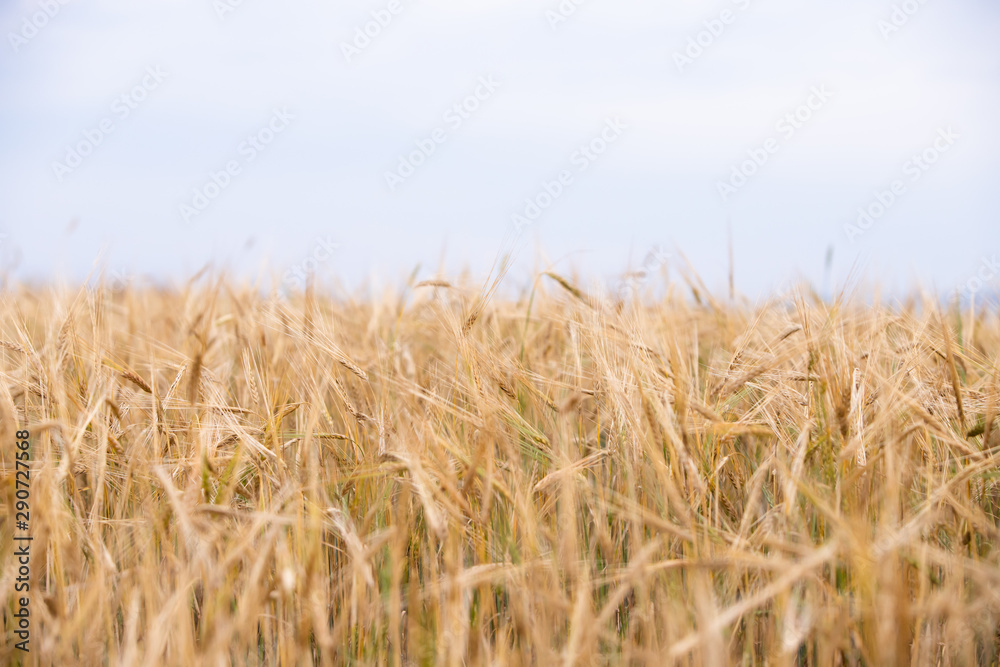 Young wheat grows on the field.