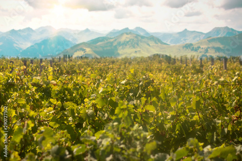 Vineyard on a background of mountains