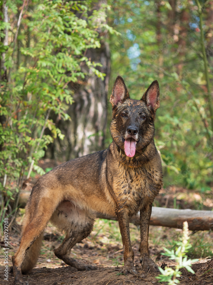 German shepherd with open mouth posing in the forest. German shepherd with open mouth posing in the forest.