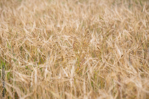 Young wheat grows on the field. © Svyatoslav Balan