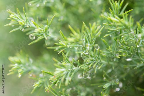 Christmas background  Pine tree background  closeup