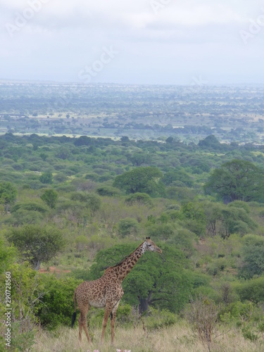 Paysage Tanzanie avec une giraphe