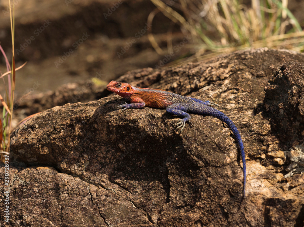 African rock agama, Masaimara, Africa African rock agama, Masaimara, Africa