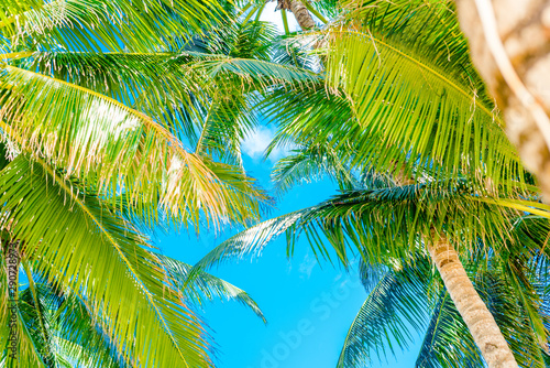 Coconut Palm tree with blue sky