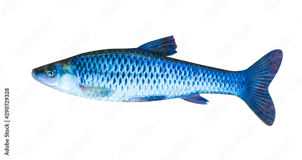 small river fish warhead isolated on a white background Stock Photo