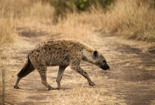 Spotted hyena, Masaimara, Africa