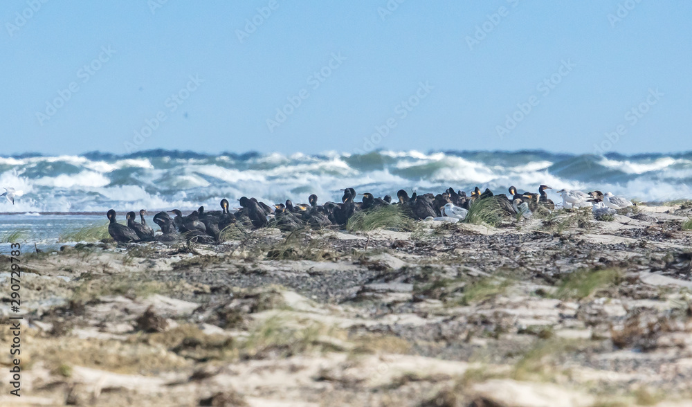 Obraz premium kormorane am meer