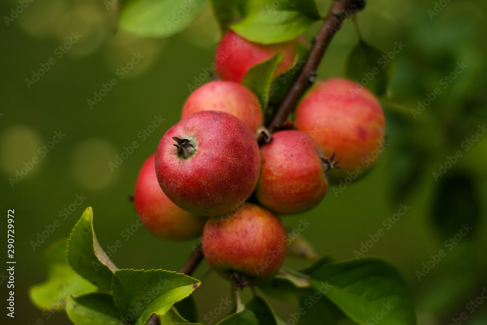 Beautiful view of home garden park with lovely apples in trees. Beautiful view of home garden park with lovely apples in trees.