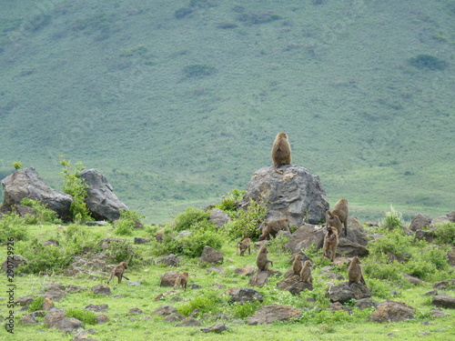 Paysage Tanzanie avec des singes photo