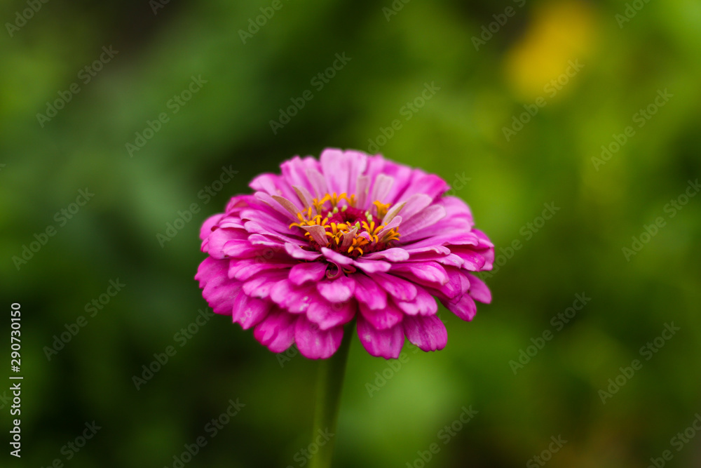 Beautiful purple flower in countryside farm garden. Beautiful purple flower in countryside farm garden.