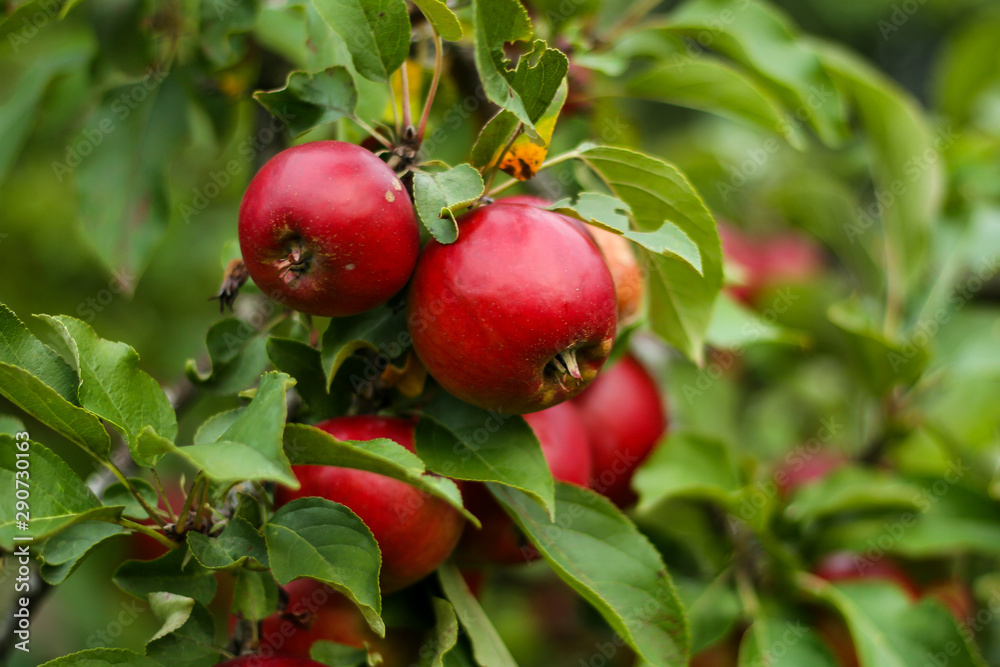 Beautiful view of home garden park with lovely apples in trees. Beautiful view of home garden park with lovely apples in trees.