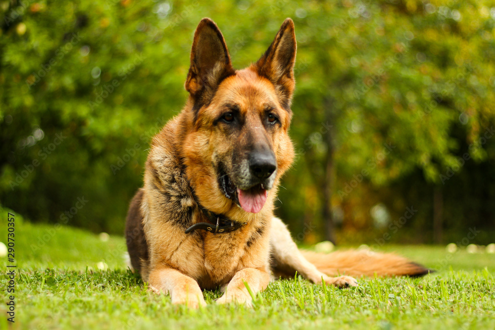 Beautiful view of lovely German shepherd dog Zara sitting in a countryside city house park garden. Beautiful view of lovely German shepherd dog Zara sitting in a countryside city house park garden.