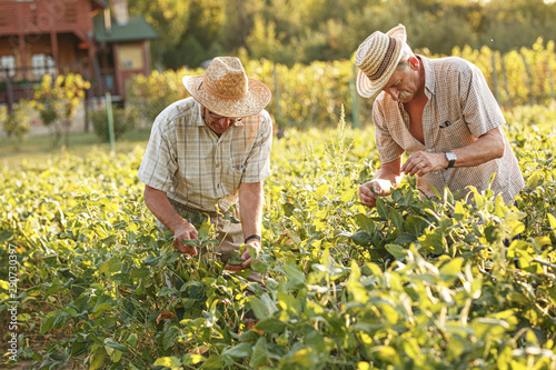 Two senior farmers works on they farmland.Examining crops.