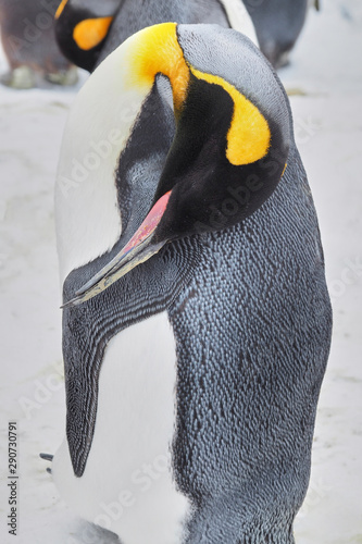 Penguin at zoo photo