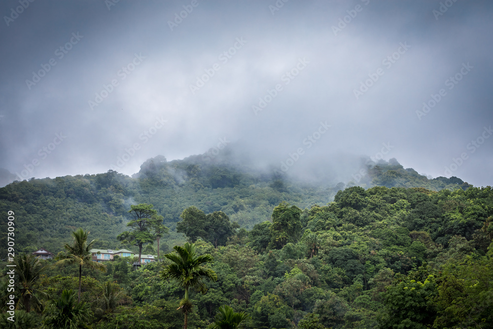 Foggy jungle in Thailand