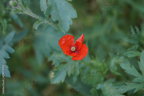 red flower