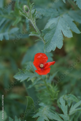 red flower