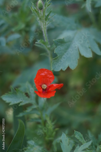 red flower