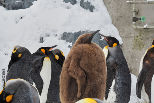 Penguin at zoo photo