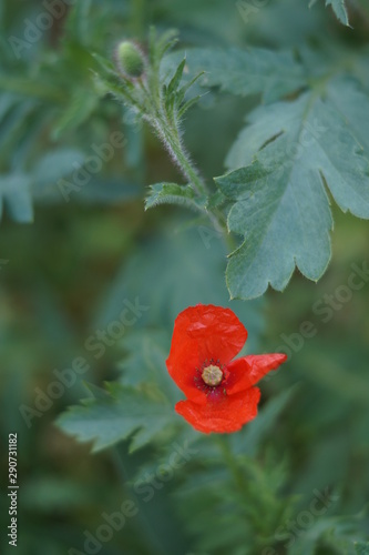 red flower