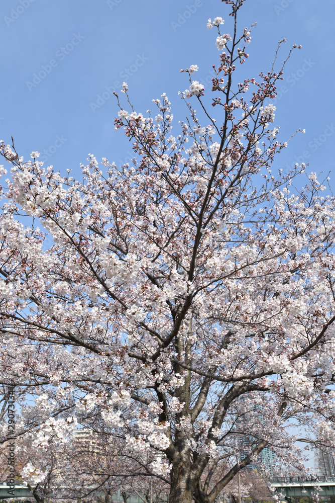 桜ノ宮の桜 桜ノ宮の桜