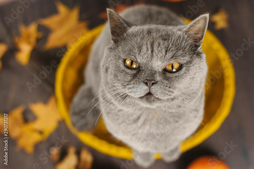  gray cat with yellow eyes sits in a yellow basket on a background of autumn leaves
