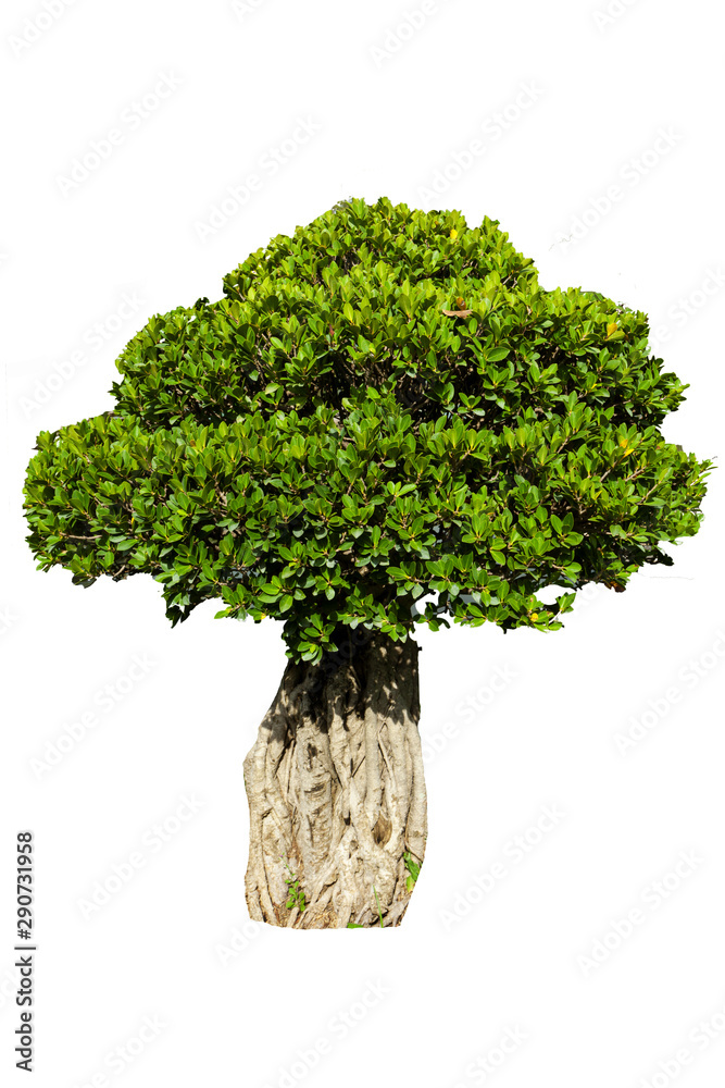Fototapeta premium beautiful decorative tree in the garden isolated on a white background,Object element for design