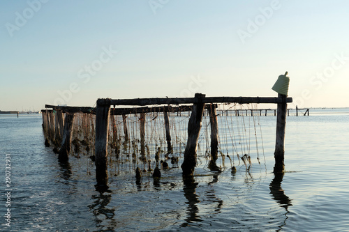 Canvastavla Mussels breeding in Chioggia Italy