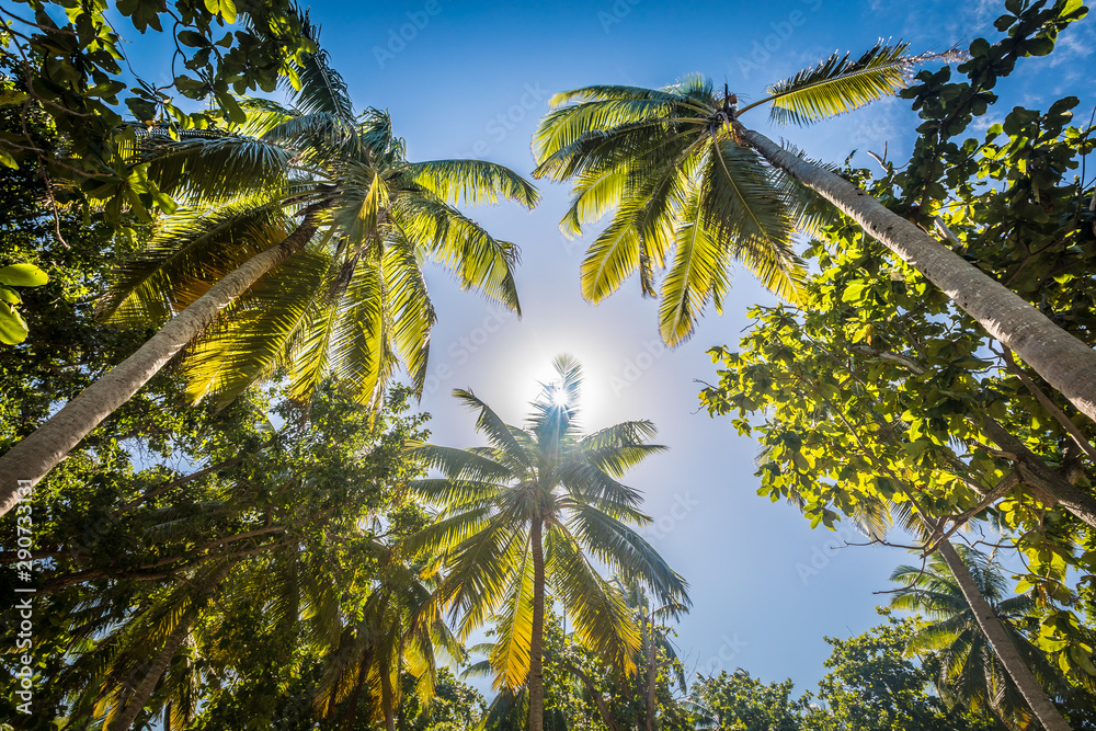 Fototapeta premium Palm tree on Cocos (Keeling) islands, Direction island