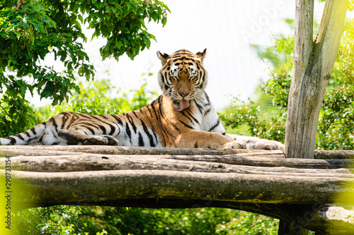 Fototapeta Naklejka Na Ścianę i Meble -  Tiger im Tiergarten Schönbrunn