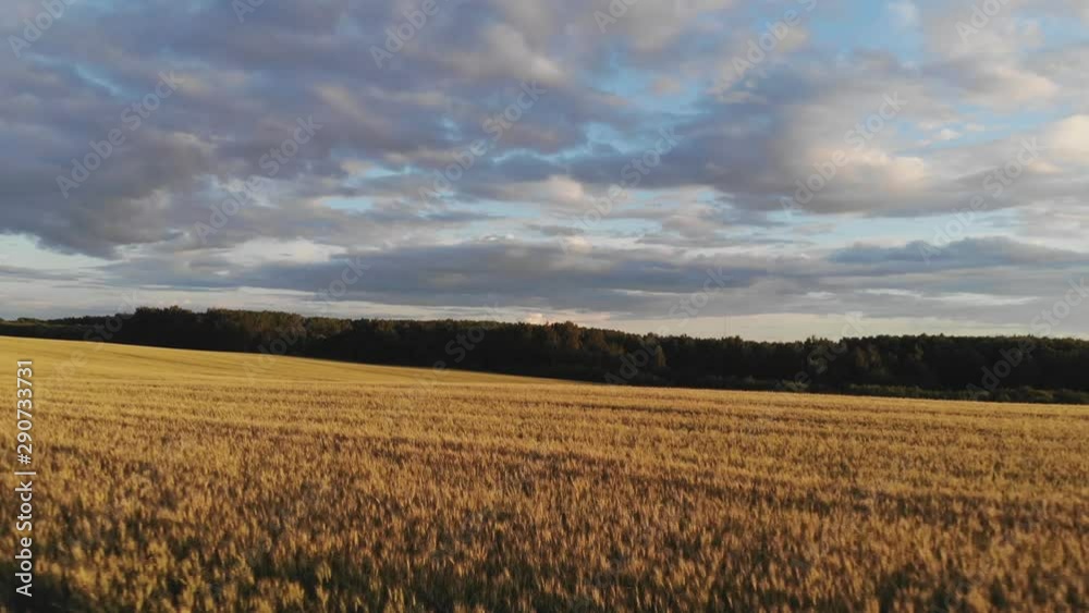 wonderful yellow wheat field against dense green forest wonderful yellow wheat field against dense green forest