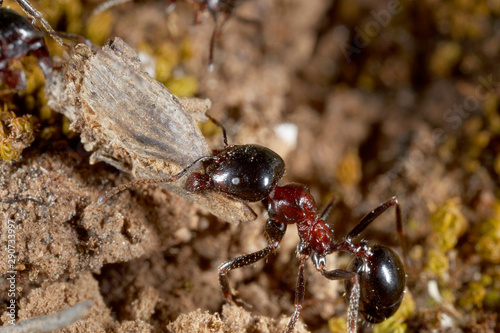Close-up of the ant in Istria © Goran