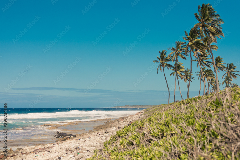 Palm tree on Cocos (Keeling) islands, Direction island