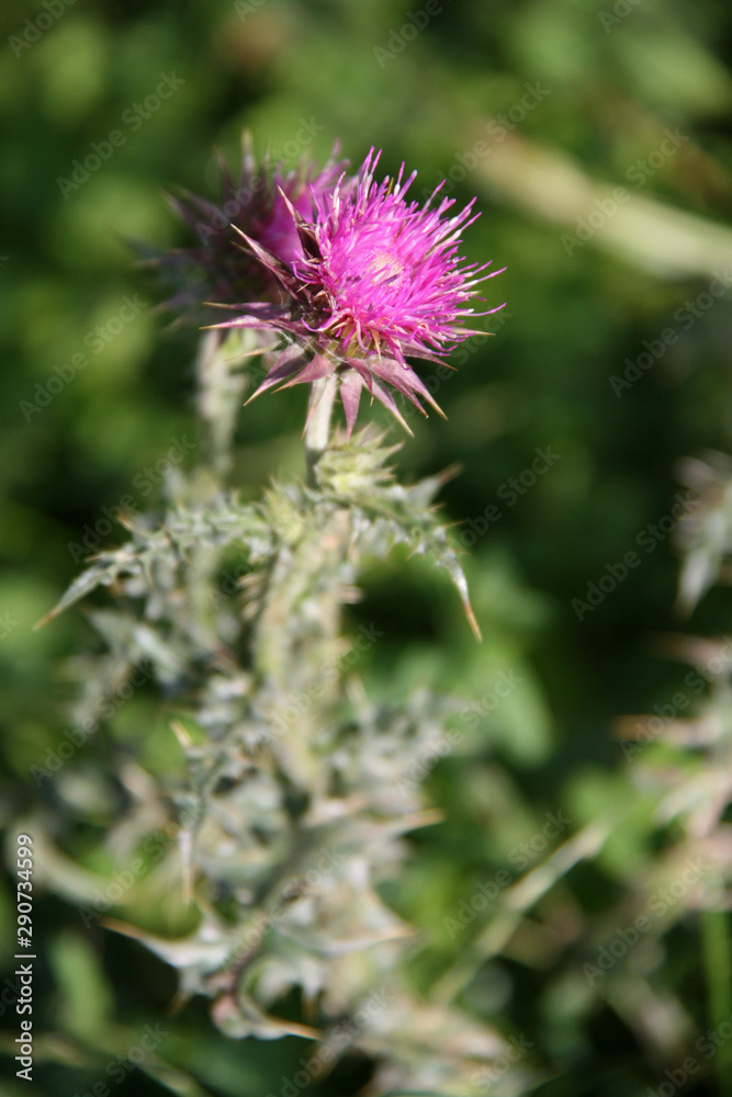 blooming wild flower in auvergne (france) blooming wild flower in auvergne (france)