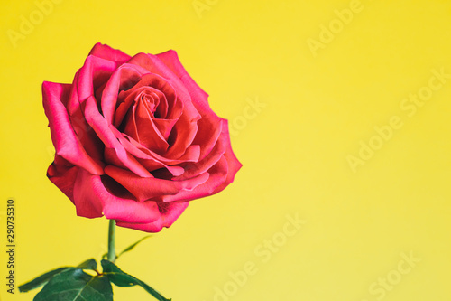 Rose flower on bright background.