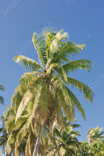 Palm tree on Cocos  Keeling  islands  Direction island