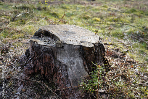 Close up of a small tree stump photo
