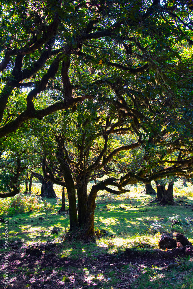Fototapeta premium tree in park